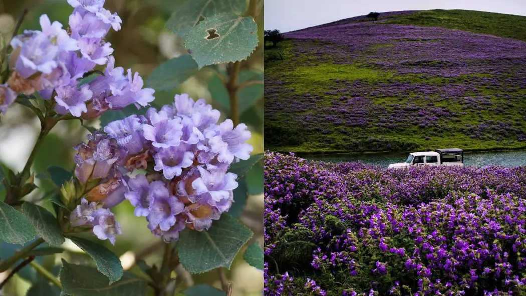 Neelakurinji Blooms In Kerala After 12 Yrs, Painting Munnar Hills Blue & Purple; Where & How To See It