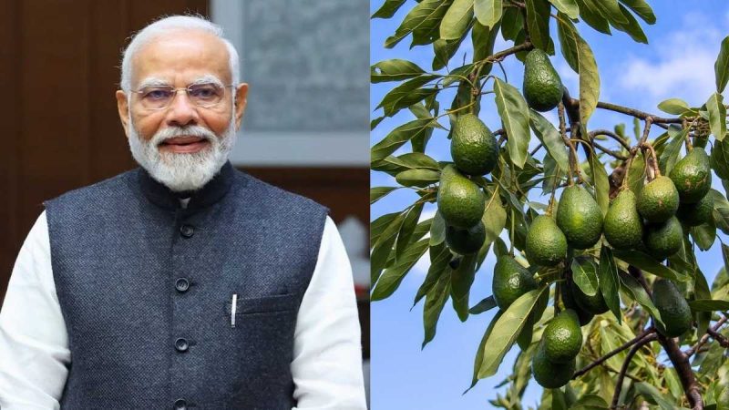 Avocado Toast, But Make It Indian! PM Modi Spotlights Homegrown Avocados & Why You Should Try Them