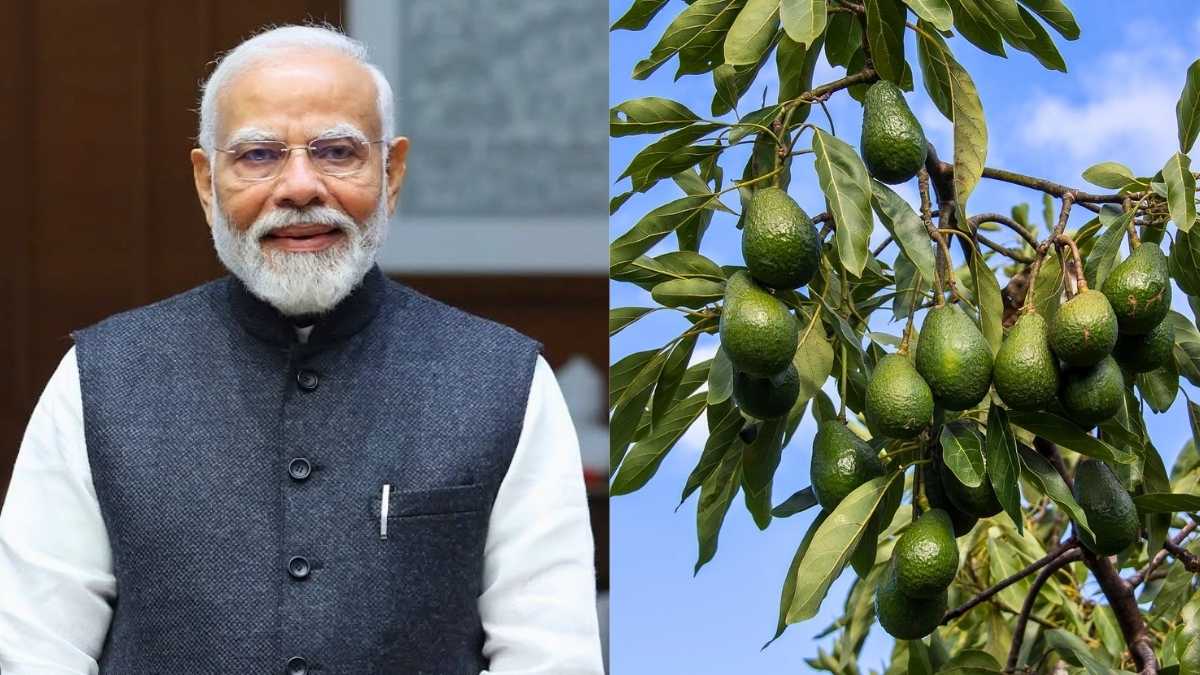 Avocado Toast, But Make It Indian! PM Modi Spotlights Homegrown Avocados & Why You Should Try Them