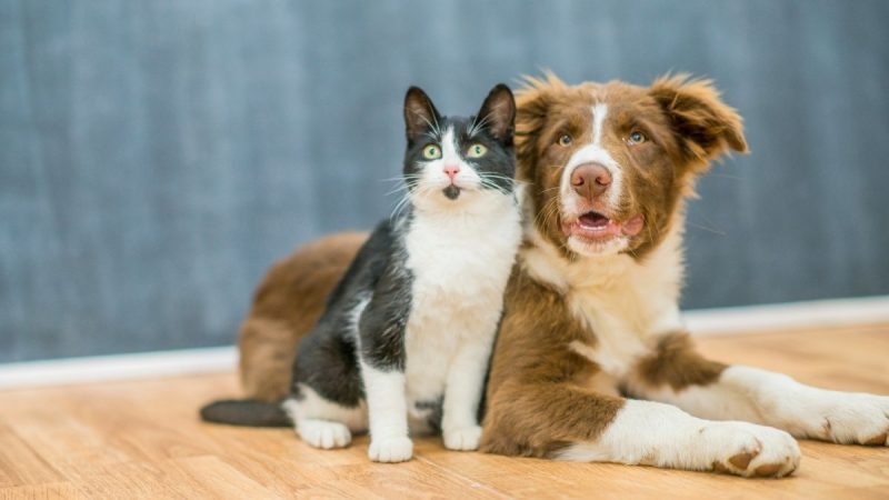 Furry Friends Welcome! Abu Dhabi Is Hosting A Free Pet Gathering This Weekend