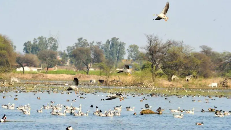 Sultanpur National Park To Reopen On Oct 1 After 3-Month Closure; Entry Free For 7 Days