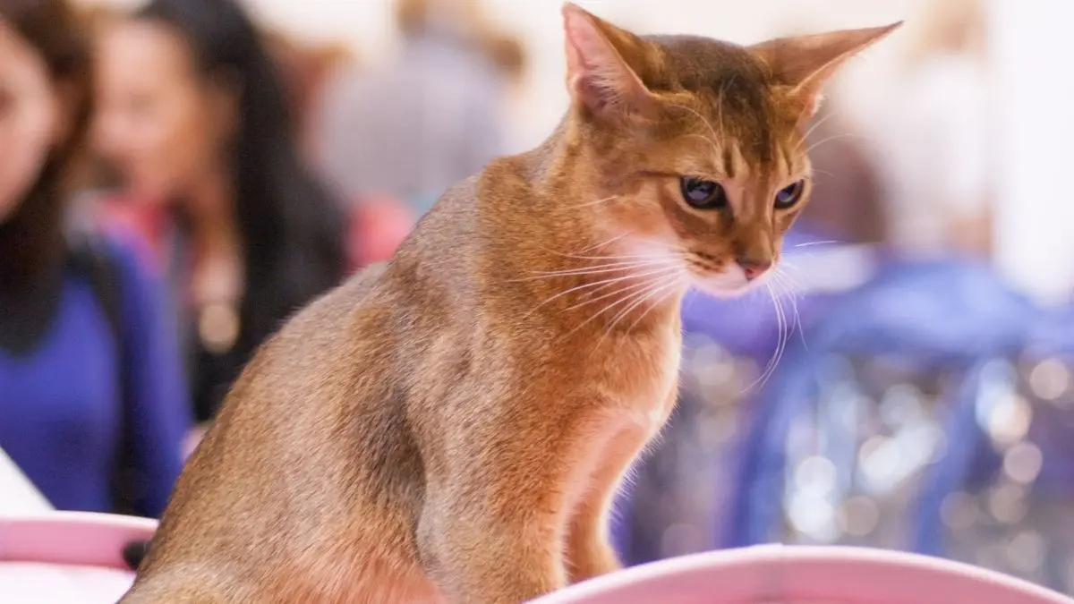 Riyadh Cat Show 2026 Returns This November And Tickets Start AT SAR75
