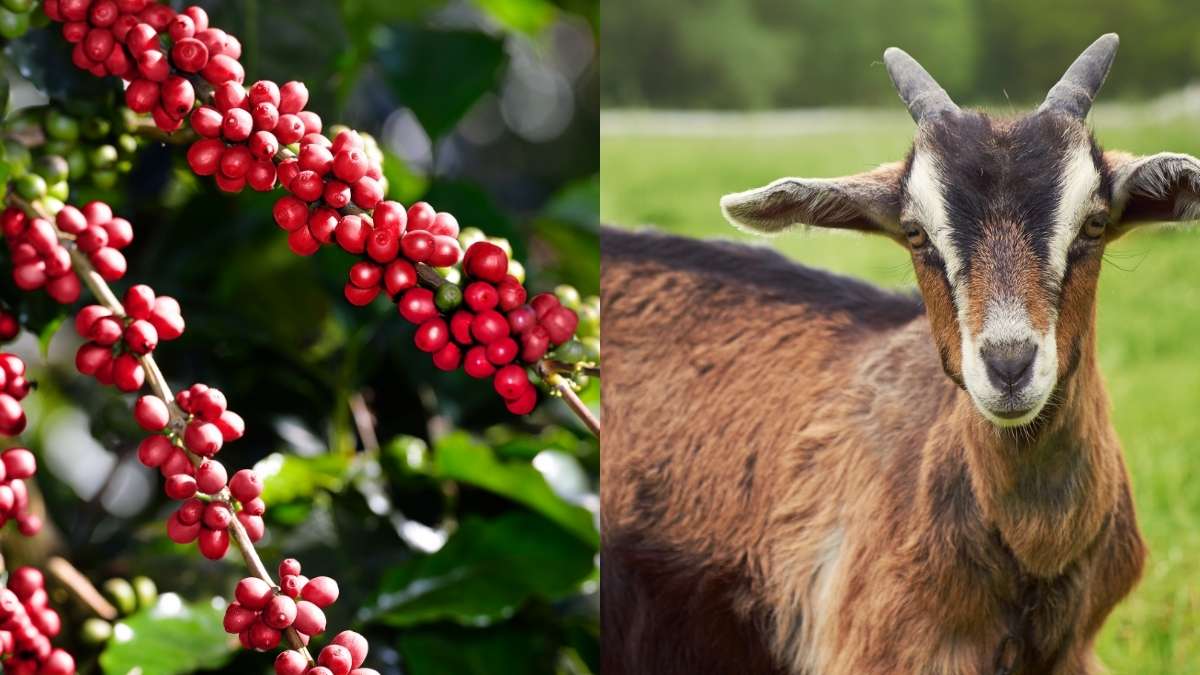 World Coffee Day: Did You Know Coffee Was Discovered With The Help Of Goat?
