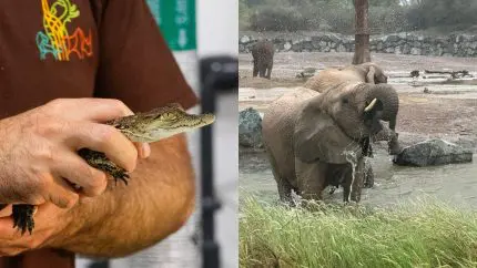 Sharjah Safari Returns With New Behind-The-Scene Tours, Animal Encounters & More