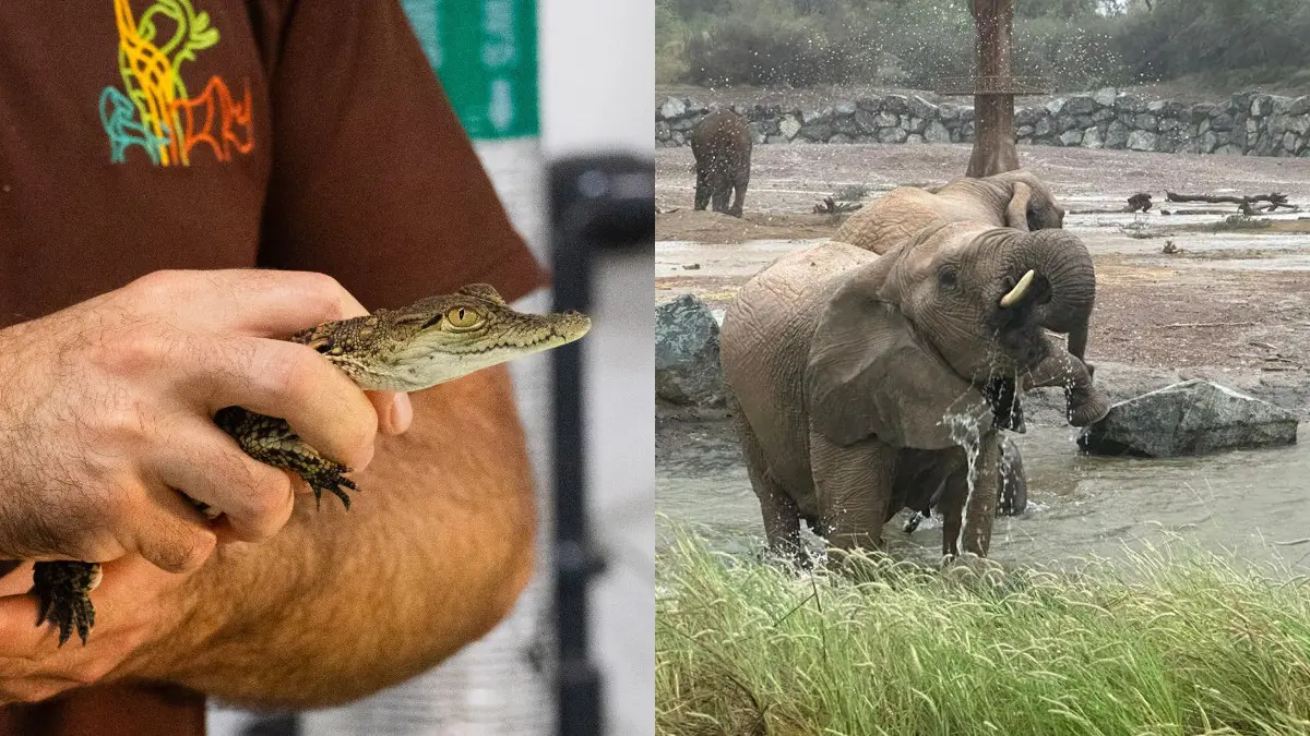 Sharjah Safari Returns With New Behind-The-Scene Tours, Animal Encounters & More