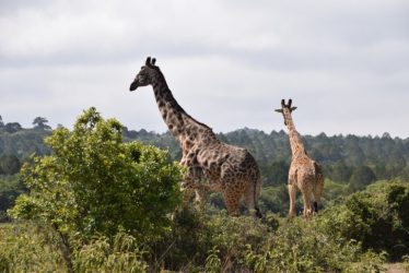 tanzania itinerary