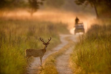 wildlife safari india