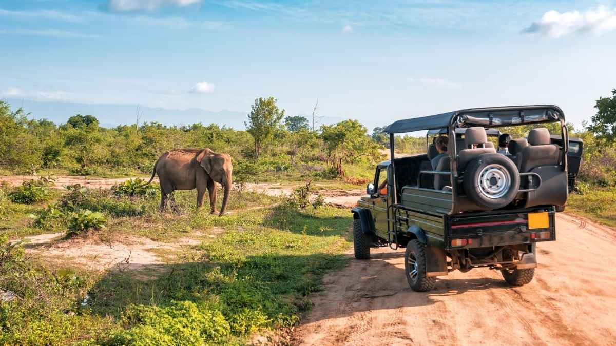 Africa Safari Too Expensive? 5 Indian Jungle Escapes For A Wild Holiday Under ₹25,000