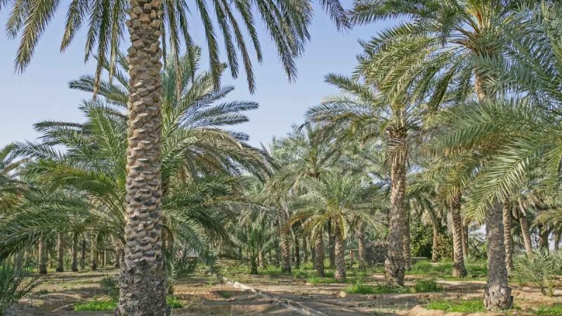 Al Dhaid: A 2-Day Itinerary Through The UAE’s Green Oasis Of Date Farms, Heritage Sites & Dunes