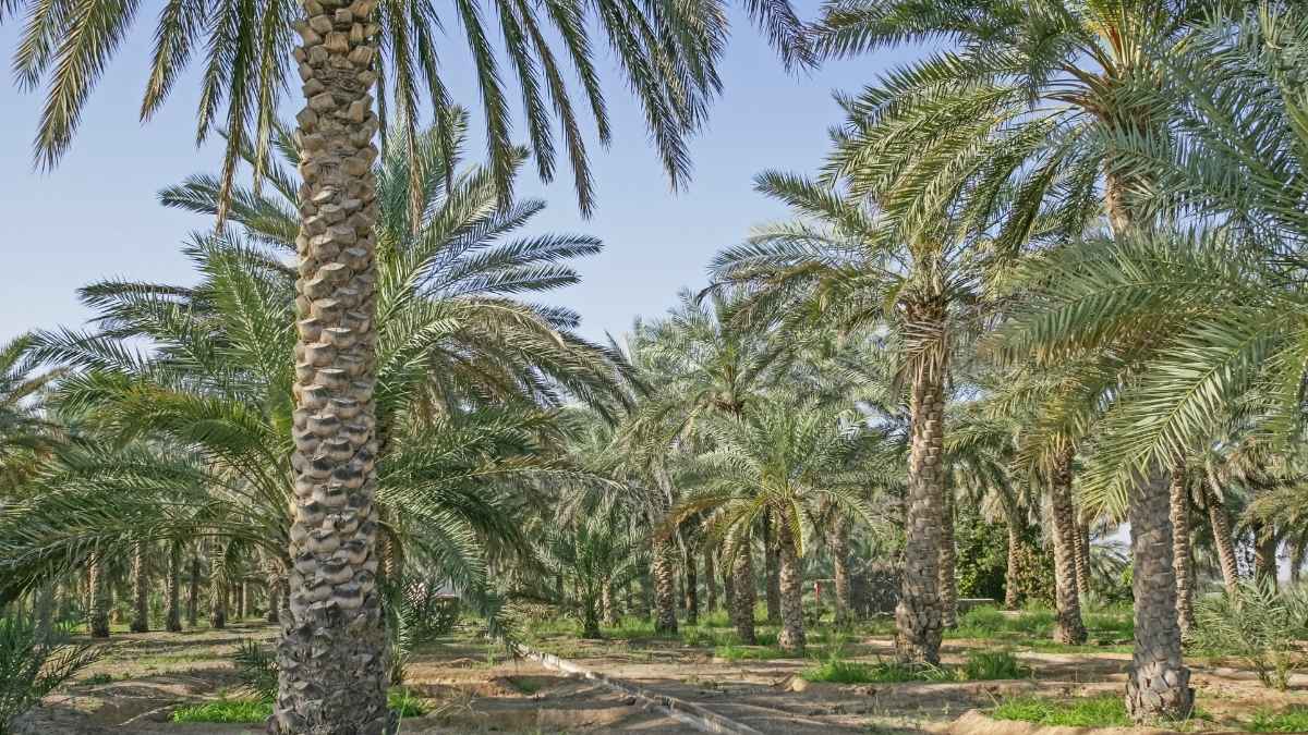Al Dhaid: A 2-Day Itinerary Through The UAE’s Green Oasis Of Date Farms, Heritage Sites & Dunes