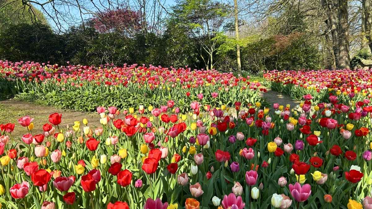 Delhi To Bloom With 4.67 Lakh Tulips This Winter; When & Where To See Them