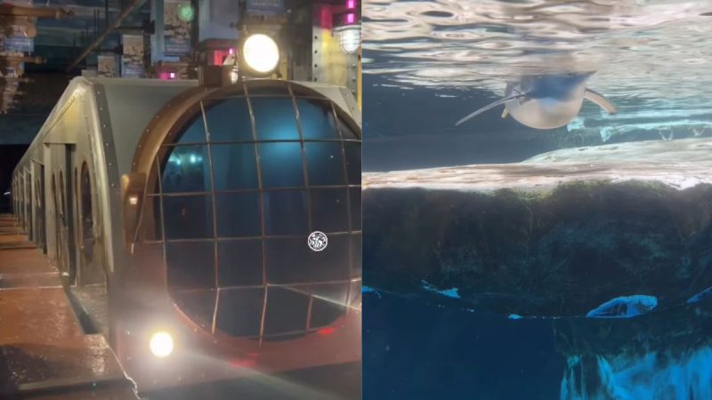 Video: Hong Kong Has A Train That Turns 4-Min Journey Into An Underwater Adventure