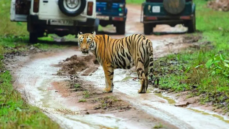 IRCTC Has 5 Tiger Safari Tours To Maharashtra’s Tadoba, Bor & More, Starting At ₹29,500