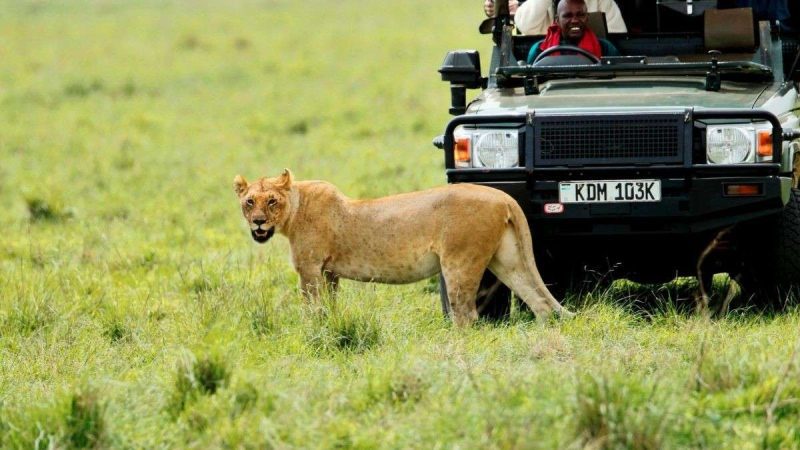 Planning A Masai Mara Trip? Indians Must Get Mandatory Travel Health Insurance Before Departure