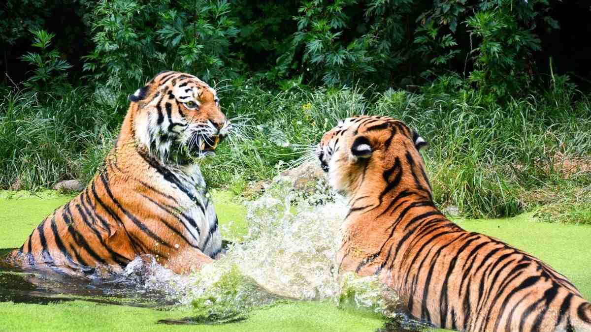 Madhav National Park Welcomes 2 Tigers After The Loss Of Its Resident Tigers In 1970’s