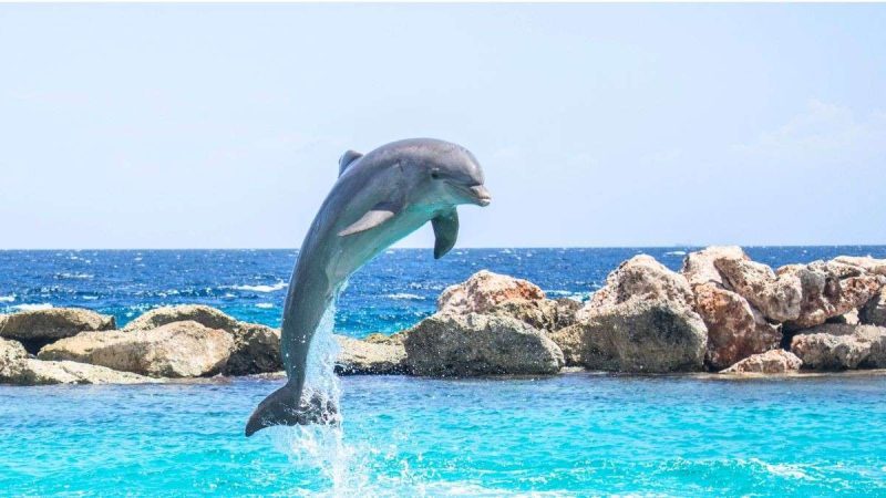 Beyond Big Cats! Madhya Pradesh Plans Dolphin & Vulture Safaris To Expand Wildlife Tourism