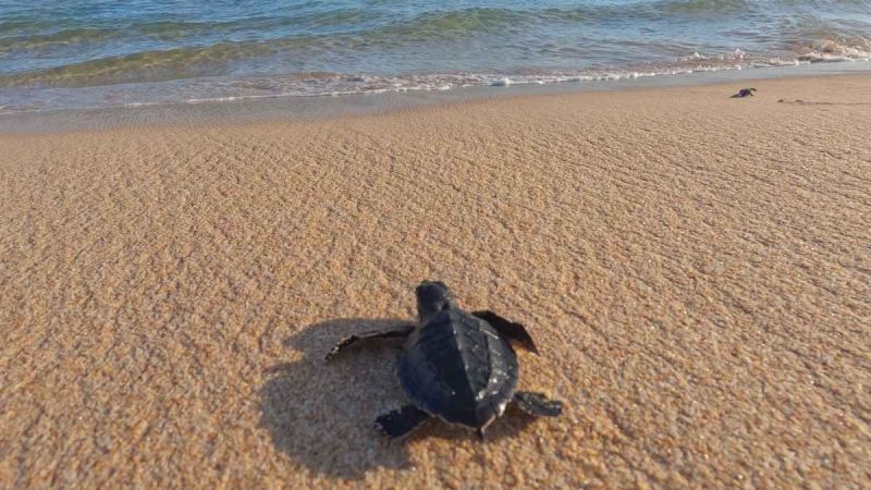 What Is The Wildlife Rescue Network Unveiled By Abu Dhabi To Protect Wildlife Across The Emirate?