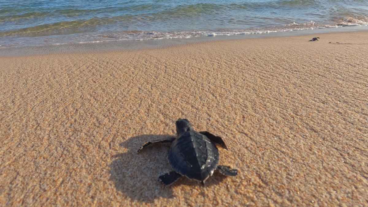 What Is The Wildlife Rescue Network Unveiled By Abu Dhabi To Protect Wildlife Across The Emirate?