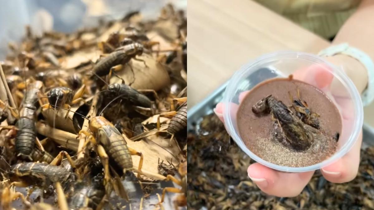 Ice Cream Made With Crickets? Indonesian Student’s Protein Experiment Goes Viral