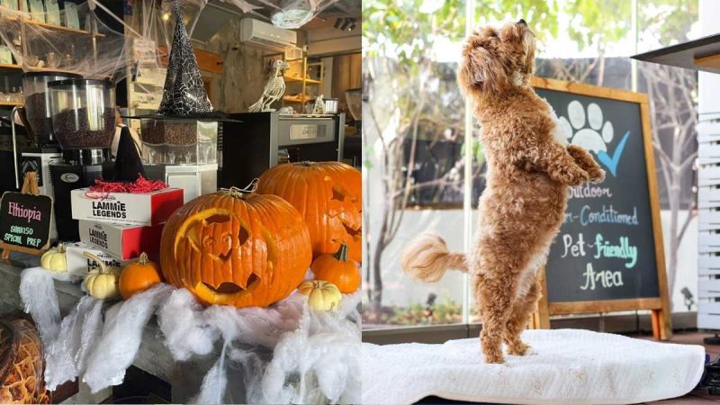 Dress Up And Drop By With Your Furry Buddies For A Howl-O-Ween Celebration HERE In Dubai