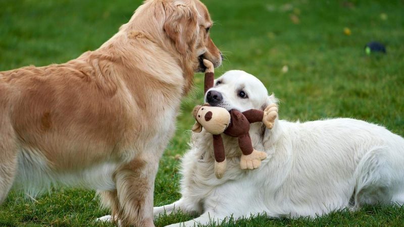 Dubai: Pets’ Day Out Comes To JVC, JVT & JBR This October With Pet Shows, Activities & More