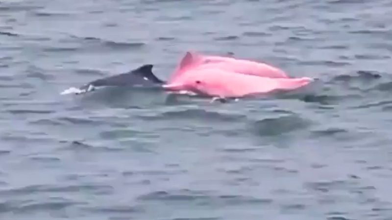 Wait, Pink Dolphins? Rare Pink Dolphins Spotted Off Oman’s Coast Leave Wildlife Lovers Curious