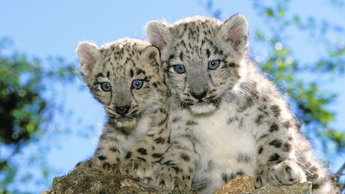 How Many Snow Leopards Are In India? National Survey Records 718, With 477 In THIS Place